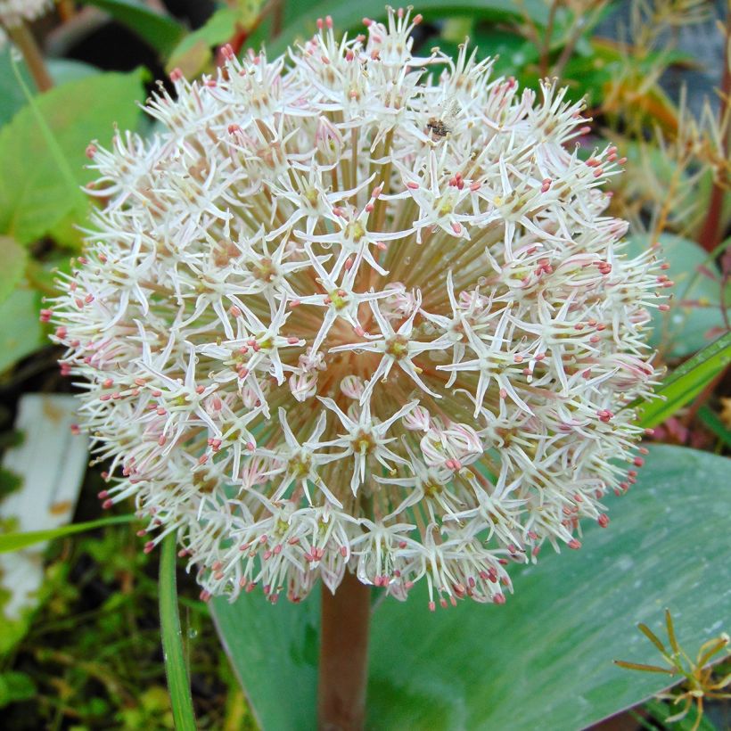 Allium karataviense - Aglio ornamentale (Fioritura)