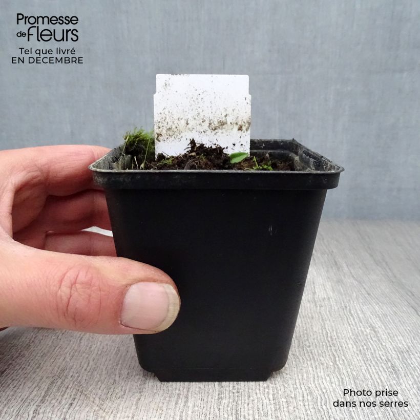 Allium karataviense - Aglio ornamentale Vaso da Ø 12 cm / 13 cm esemplare consegnato in inverno