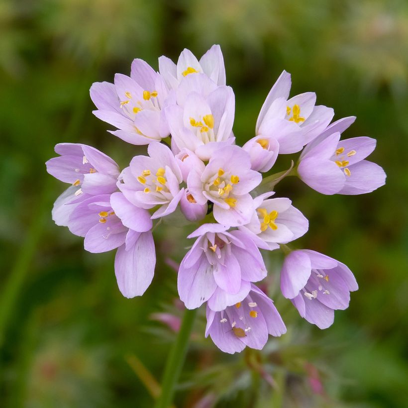 Allium roseum - Aglio roseo (Fioritura)