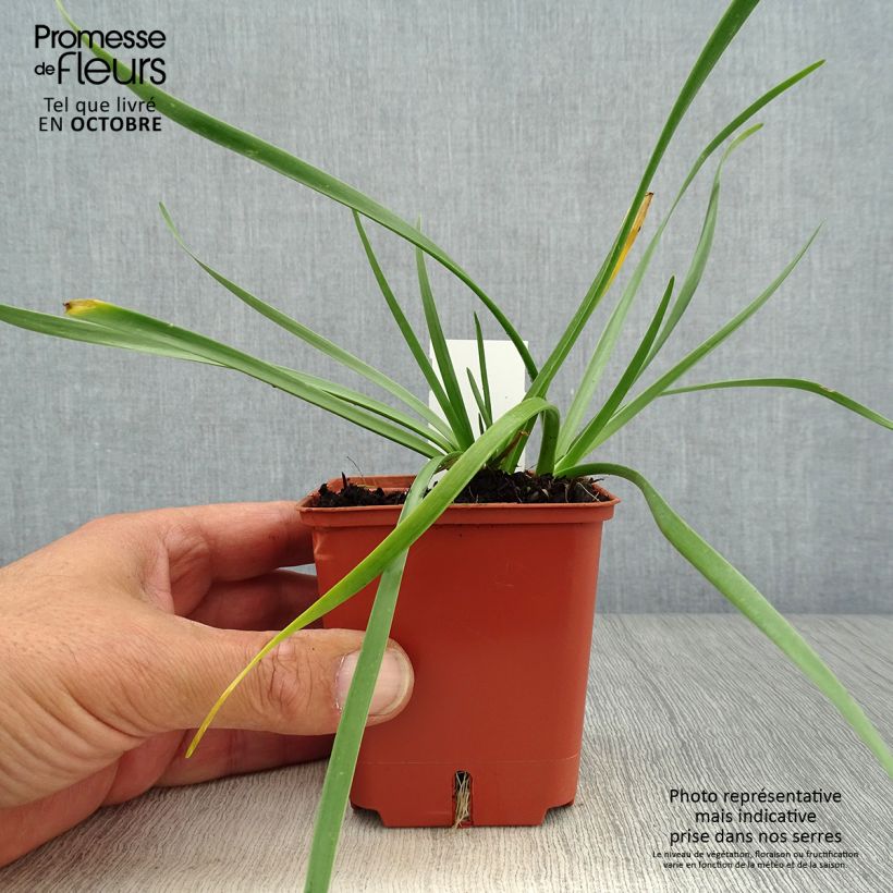 Esemplare di Allium Avatar - Aglio ornamentale Vasetto da 7/8 cm taglia I come consegnato in autunno