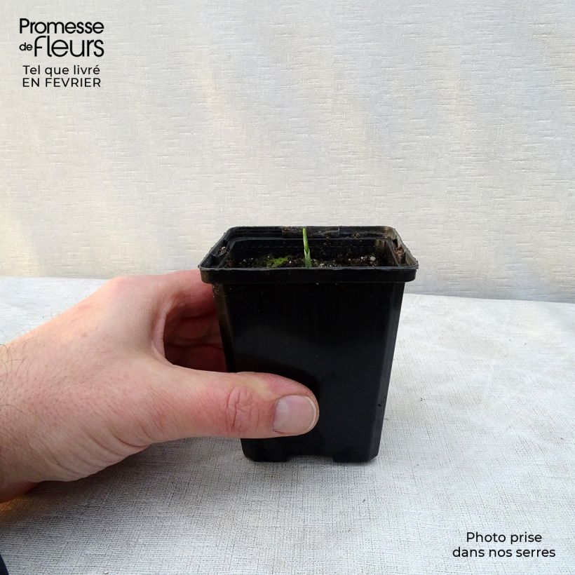 Aglio orsino (in vasetto) Vasetto da 7/8 cm esemplare consegnato in inverno