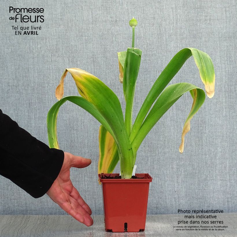 Allium Mont Blanc - Aglio ornamentale Vaso da 1L/1,5L esemplare consegnato in primavera