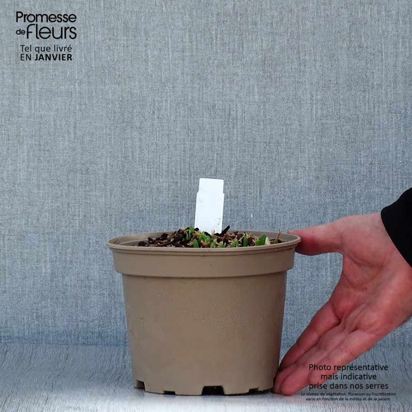 Allium Serendipity - Aglio ornamentale Vaso da 2L/3L esemplare consegnato in inverno