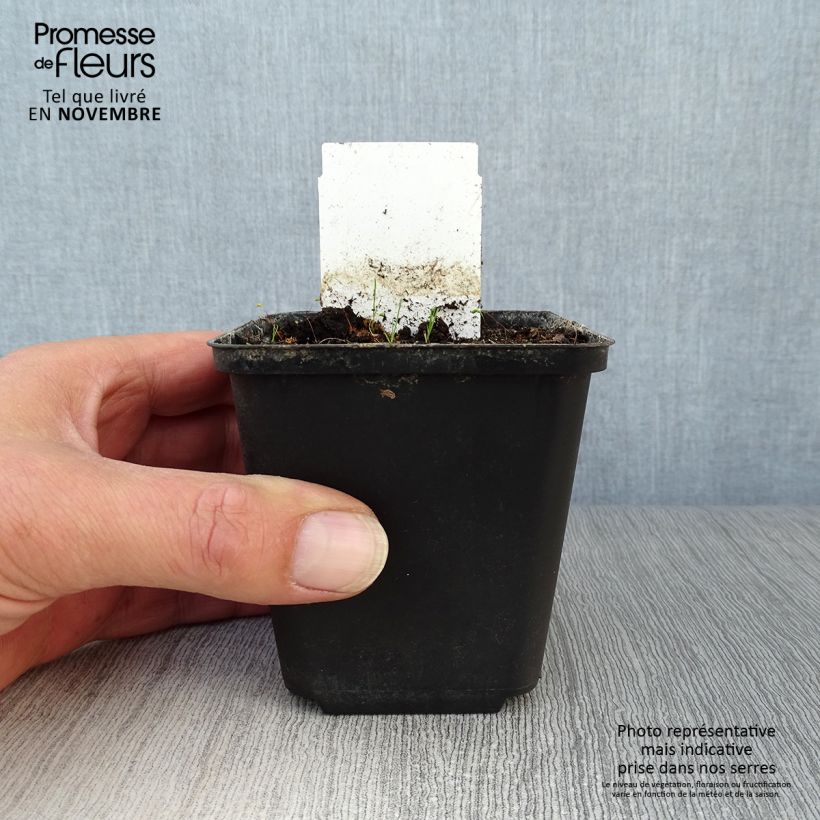 Esemplare di Allium karataviense - Aglio ornamentale Vaso da Ø 12 cm / 13 cm come consegnato in autunno