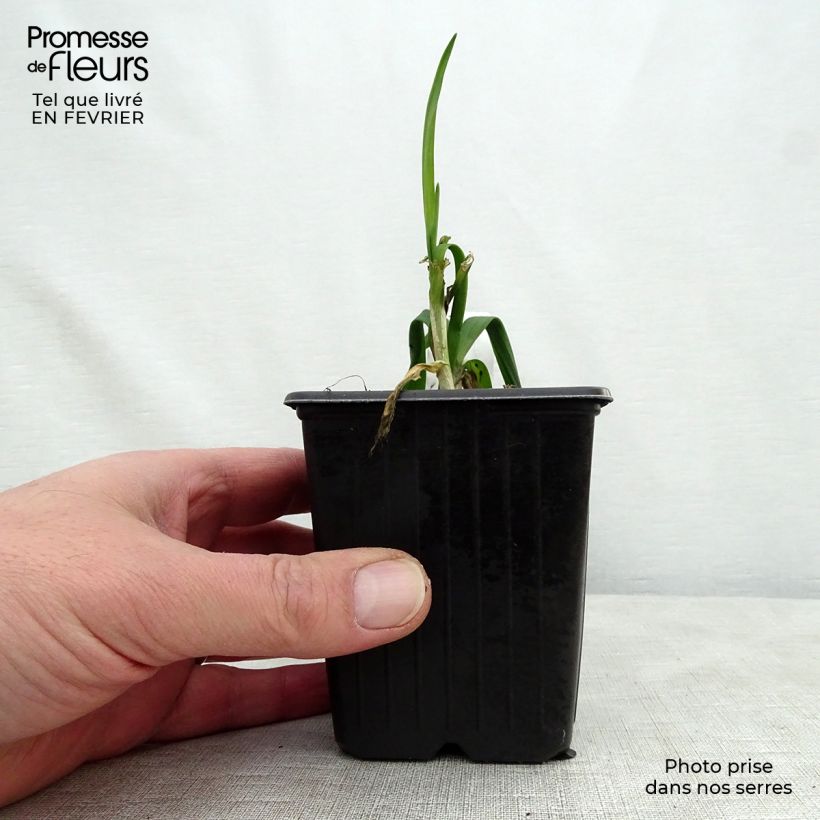 Aglio romano Scorodoprasum Vasetto da 8/9 cm esemplare consegnato in inverno