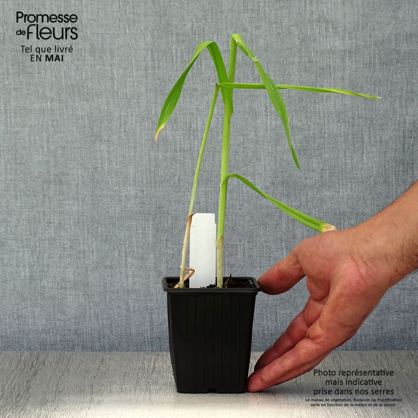 Aglio romano Scorodoprasum Vasetto da 8/9 cm esemplare consegnato in primavera