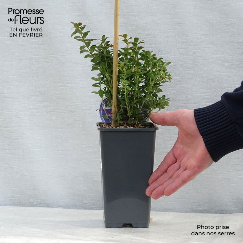 Vaccinium vitis idaea - Mirtillo rosso Vaso da 1,5L/2L esemplare consegnato in inverno