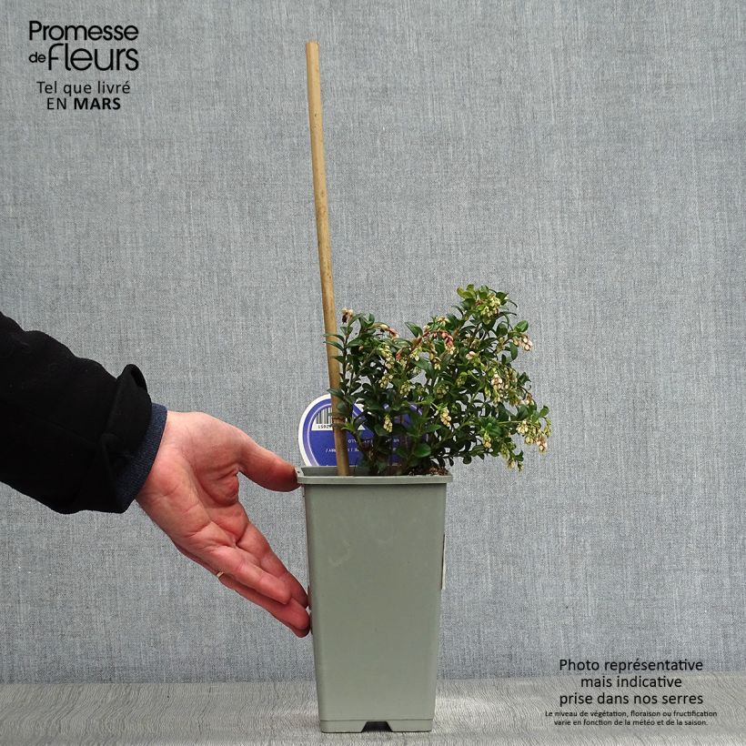 Vaccinium vitis idaea - Mirtillo rosso Vaso da 1,5L/2L esemplare consegnato in primavera