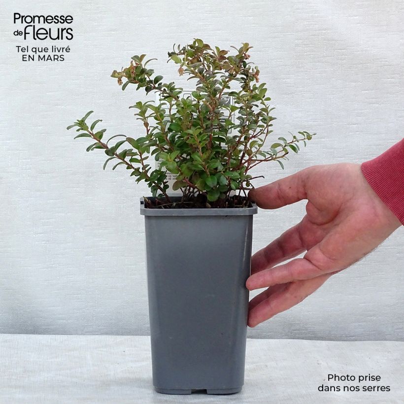 Vaccinium vitis idaea Bio - Mirtillo rosso Vaso da 1L/1,5L, A cespuglio esemplare consegnato in inverno