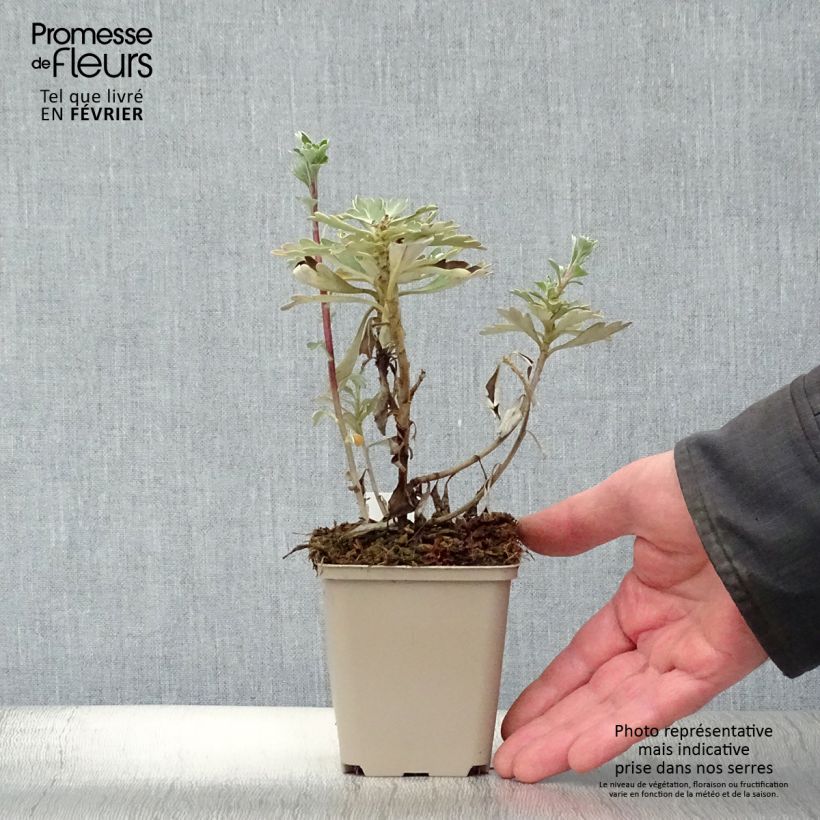 Ajania pacifica Gold and Silver - Crisantemo del pacifico Vasetto da 8/9 cm esemplare consegnato in inverno