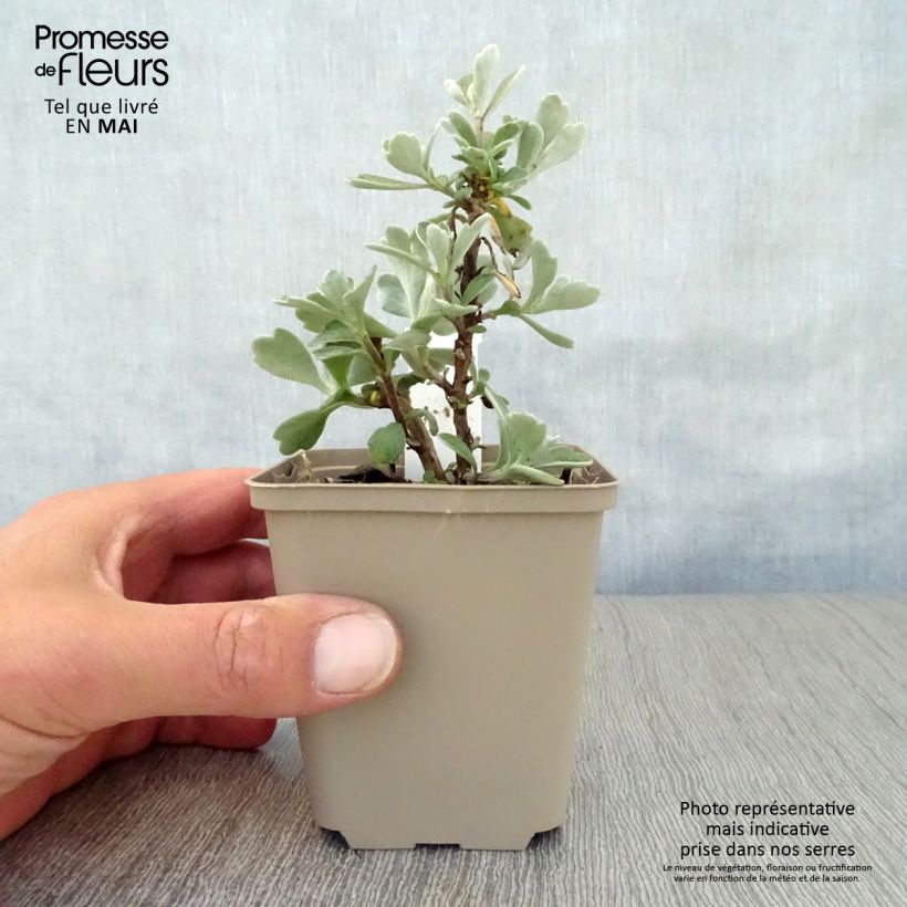 Ajania pacifica Gold and Silver - Crisantemo del pacifico Vasetto da 8/9 cm esemplare consegnato in primavera