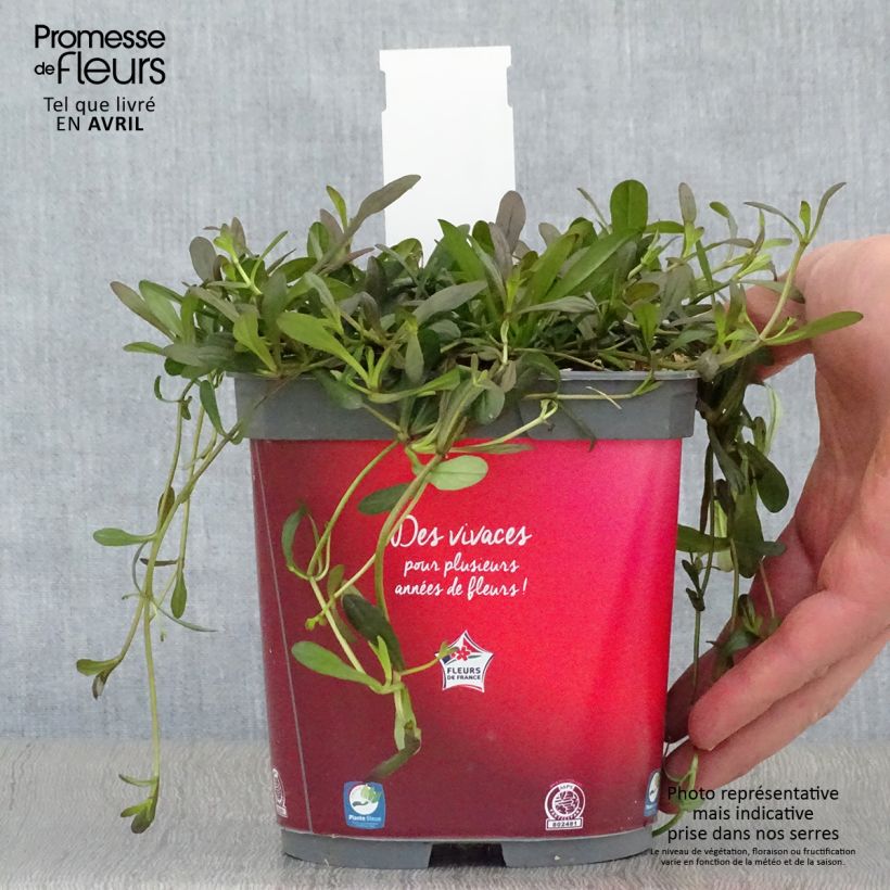 Ajuga Noble Nightingale - Bugola Vaso da 2L/3L esemplare consegnato in primavera