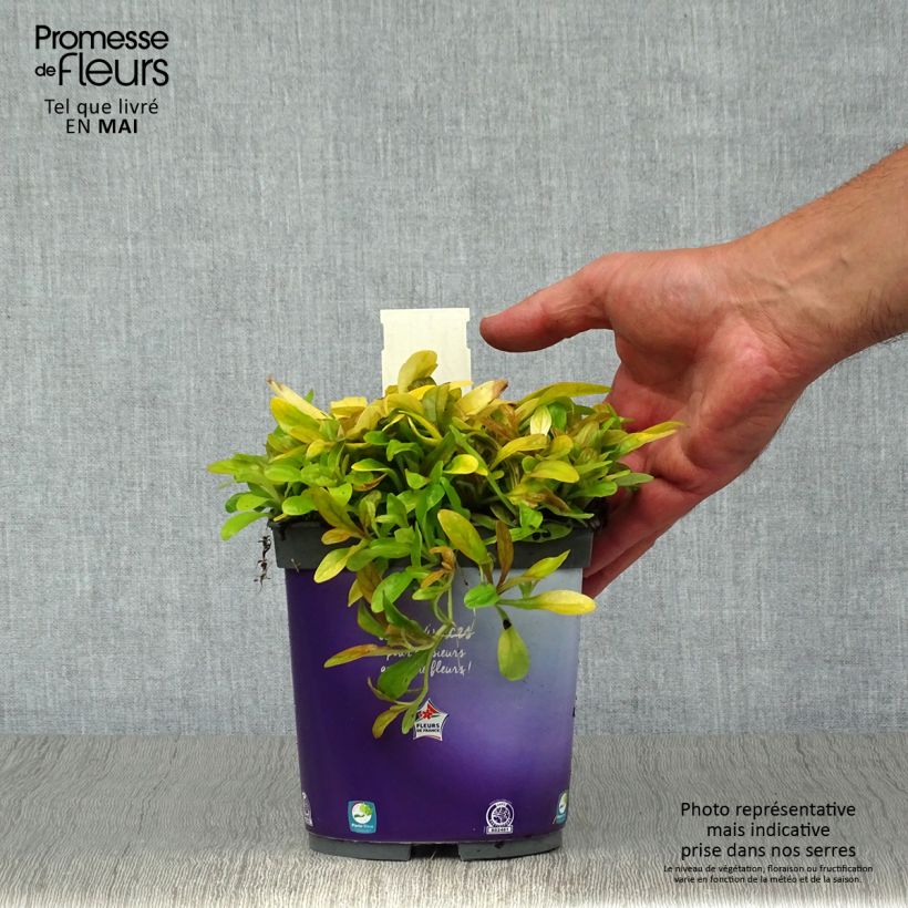 Ajuga Petite Parakeet - Bugola Vaso da 2L/3L esemplare consegnato in primavera