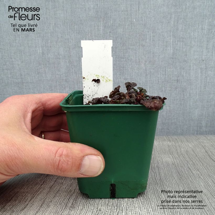 Ajuga pyramidalis Metallica Crispa - Iva piramidale Vasetto da 8/9 cm esemplare consegnato in inverno