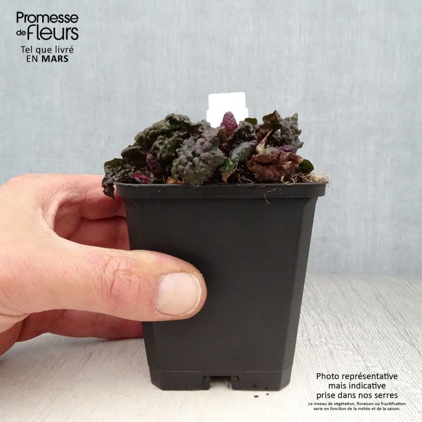 Ajuga pyramidalis Metallica Crispa - Iva piramidale Vasetto da 8/9 cm esemplare consegnato in primavera