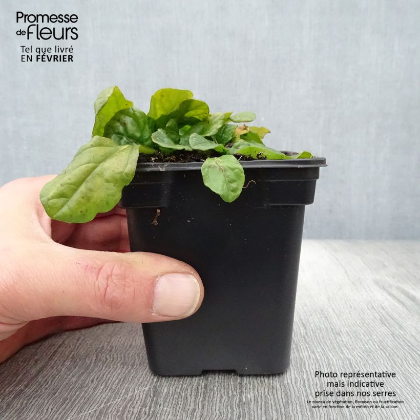 Ajuga reptans Alba - Bugola bianca Vasetto da 7/8 cm esemplare consegnato in inverno