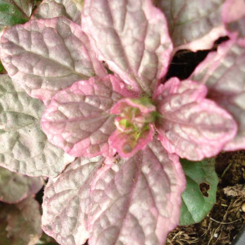 Ajuga reptans Burgundy Glow - Bugola (Fogliame)