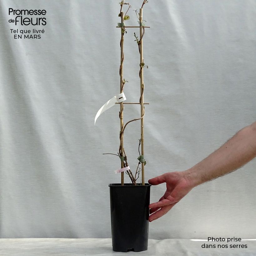 Akebia longeracemosa Vaso da 2L/3L esemplare consegnato in inverno