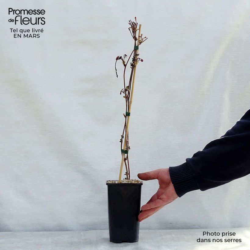 Akebia pentaphylla Vaso da 1,5L/2L esemplare consegnato in primavera