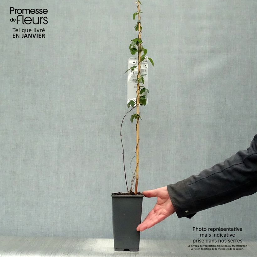 Akebia quinata - Akebia a cinque foglie Vaso da 2L/3L esemplare consegnato in inverno