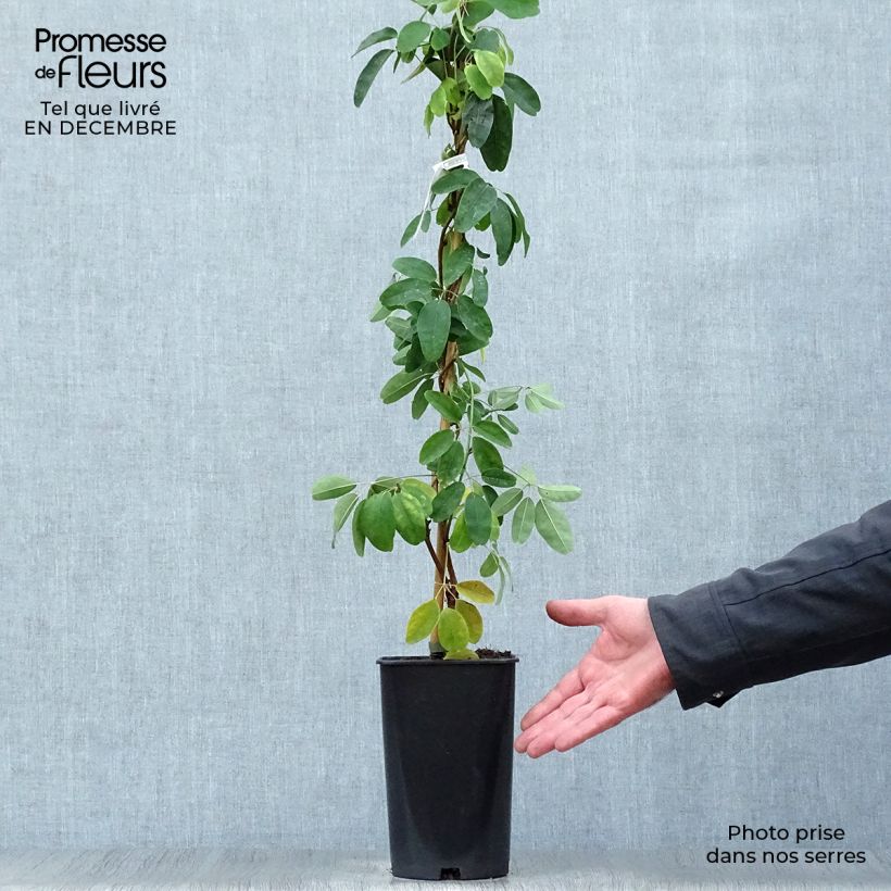 Akebia quinata Akebia Cream Form - Akebia a cinque foglie Vaso da 2L/3L esemplare consegnato in inverno