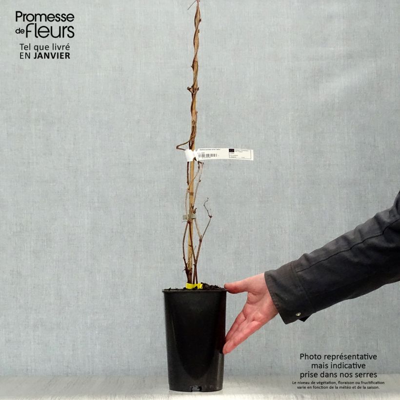 Akebia quinata Silver Bells - Akebia a cinque foglie Vaso da 2L/3L esemplare consegnato in inverno