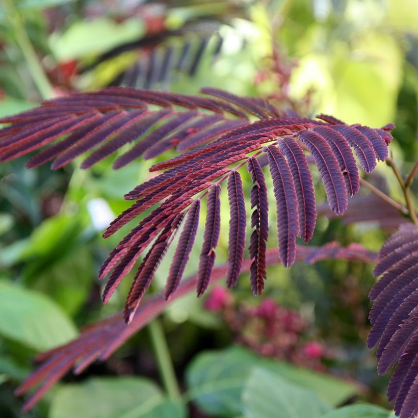 Albizia julibrissin Evey's Pride - Acacia di Costantinopoli (Fogliame)
