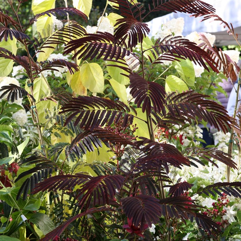 Albizia julibrissin Evey's Pride - Acacia di Costantinopoli (Porto)
