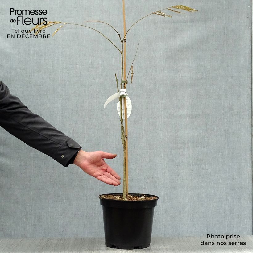 Albizia julibrissin Ombrella - Acacia di Costantinopoli Vaso da 6L/7L esemplare consegnato in inverno
