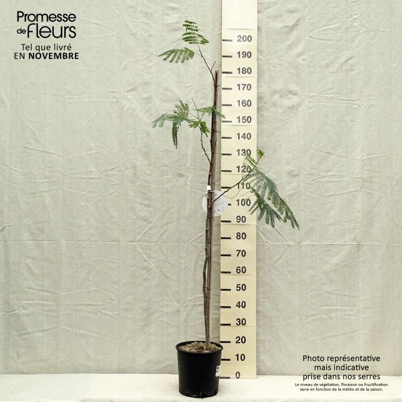 Esemplare di Albizia julibrissin Ombrella - Acacia di Costantinopoli Vaso da 6L/7L come consegnato in autunno