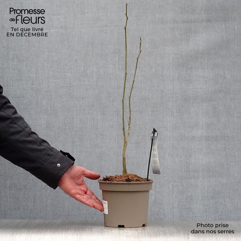 Albizzia julibrissin Rosea - Acacia di Costantinopoli Vaso da 2L/3L esemplare consegnato in inverno