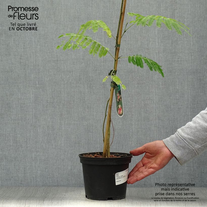 Esemplare di Albizzia julibrissin Rosea - Acacia di Costantinopoli Vaso da 2L/3L come consegnato in autunno