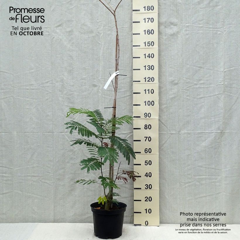 Esemplare di Albizzia julibrissin Summer Chocolate - Acacia di Costantinopoli Vaso da 7,5L/10L come consegnato in autunno