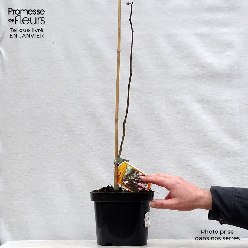 Albizzia julibrissin Summer Chocolate - Acacia di Costantinopoli Vaso da 3L/4L esemplare consegnato in inverno