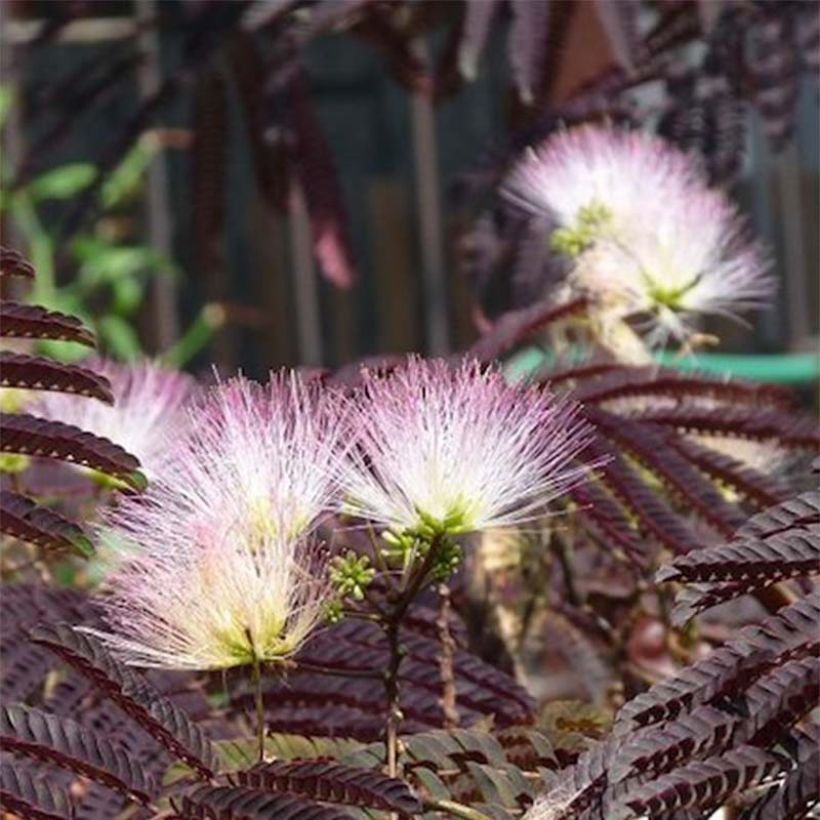 Albizzia julibrissin Summer Chocolate - Acacia di Costantinopoli (Fioritura)