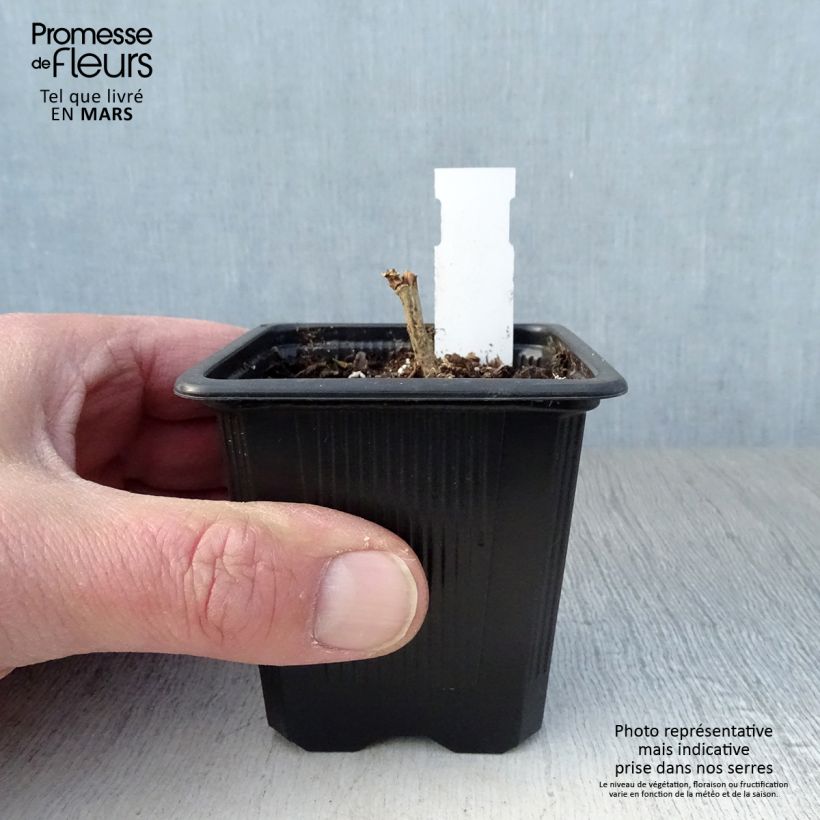 Alcalthaea suffrutescens Parkallee Vasetto da 8/9 cm esemplare consegnato in primavera