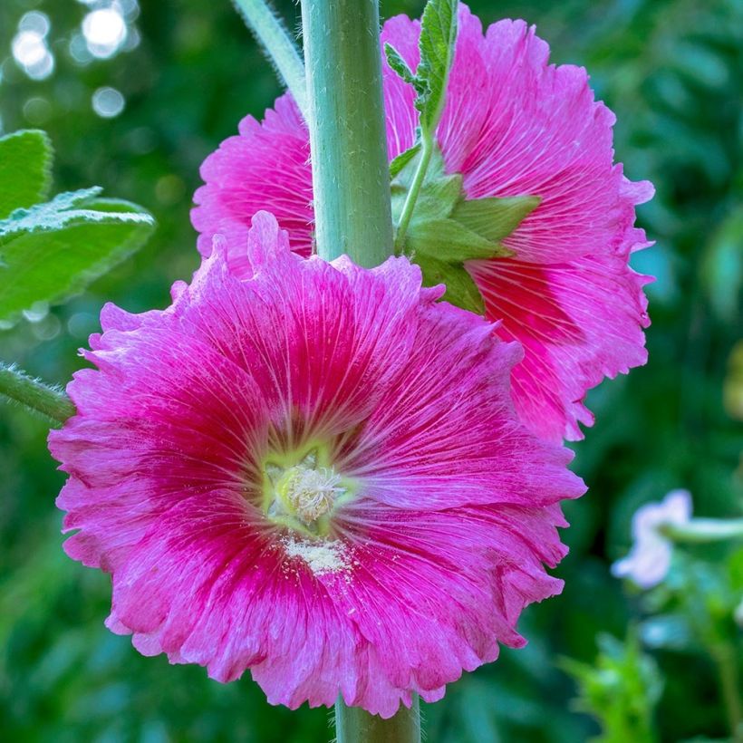 Alcea ficifolia - Malvarosa (Fioritura)