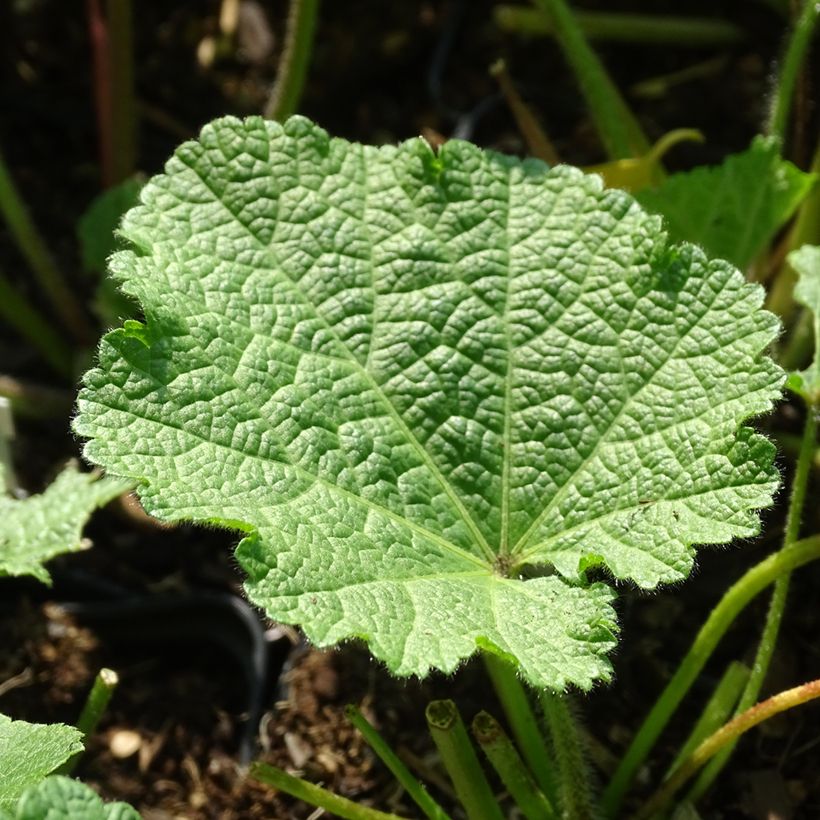 Alcea ficifolia Las Vegas - Malvarosa (Fogliame)