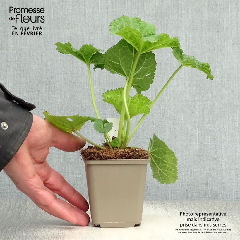 Alcea ficifolia - Malvarosa Vasetto da 8/9 cm esemplare consegnato in inverno