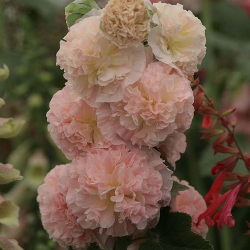 Alcea rosea Chater's Double saumon - Malvarosa (Fioritura)