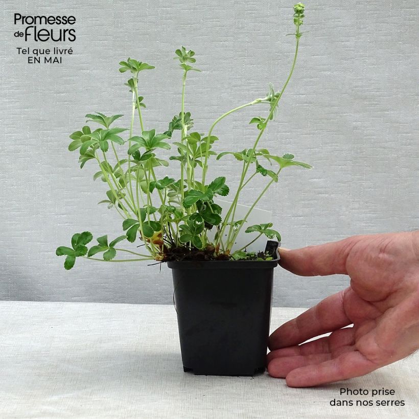 Alchemilla alpina Vasetto da 8/9 cm esemplare consegnato in primavera