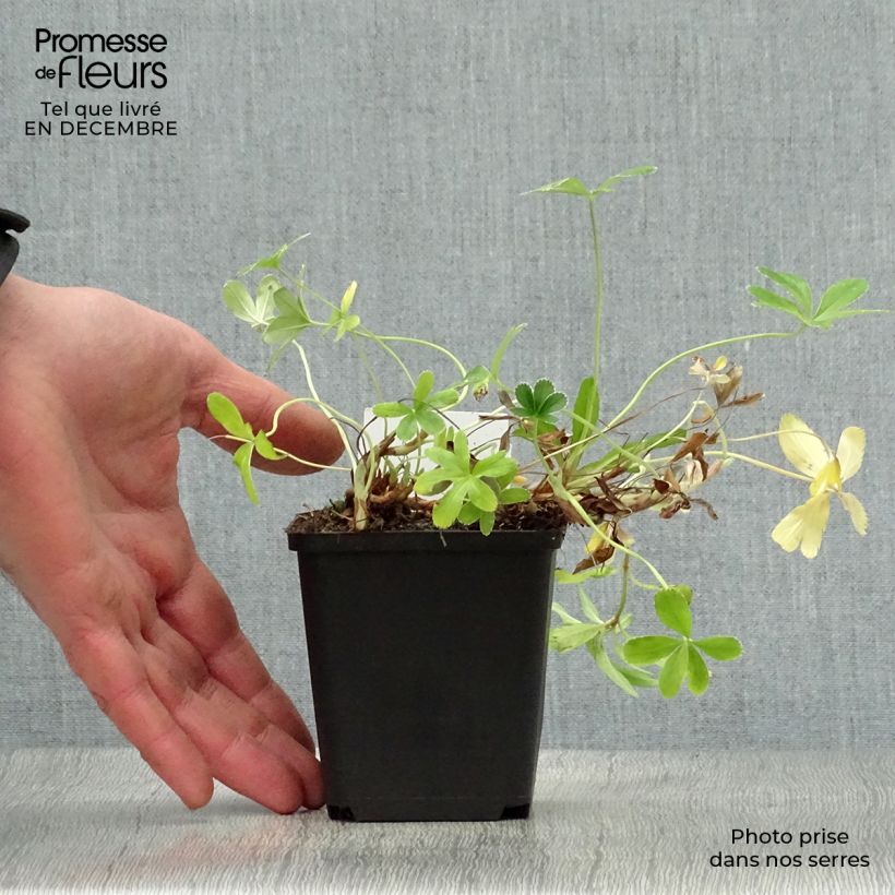 Alchemilla alpina Vasetto da 8/9 cm esemplare consegnato in inverno