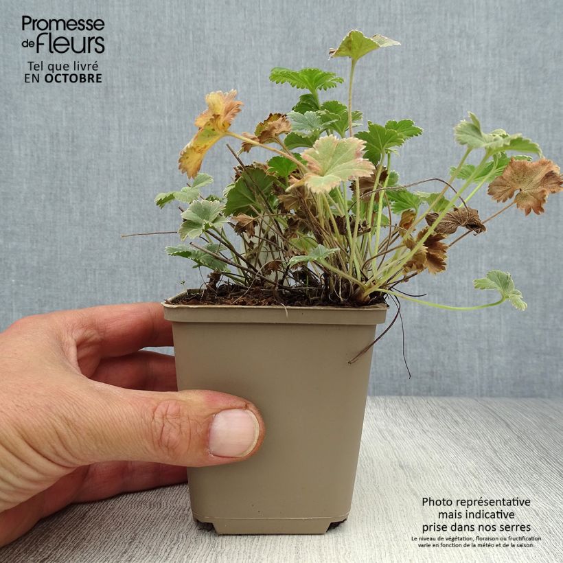 Esemplare di Alchemilla caucasica Vasetto da 8/9 cm come consegnato in autunno