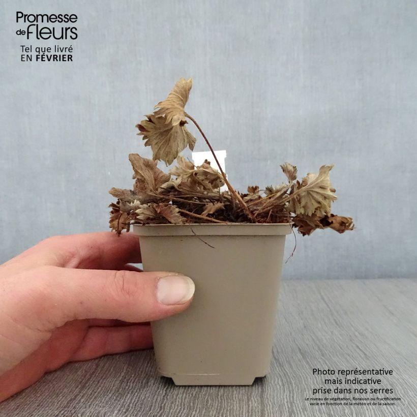 Alchemilla caucasica Vasetto da 8/9 cm esemplare consegnato in inverno