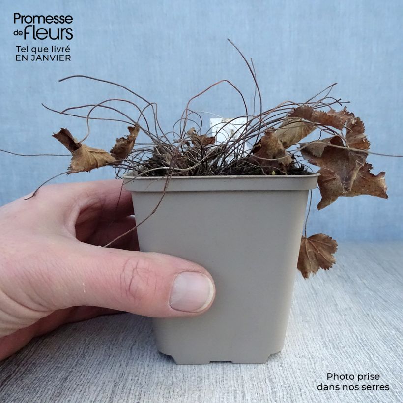 Alchemilla epipsila Vasetto da 8/9 cm esemplare consegnato in inverno