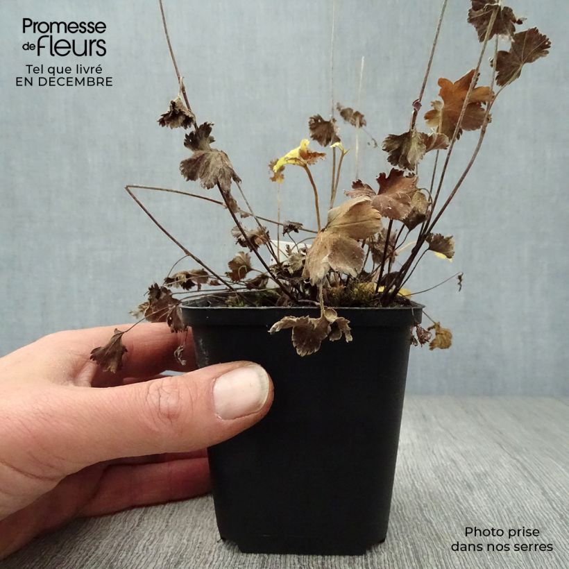 Alchemilla erythropoda Vasetto da 8/9 cm esemplare consegnato in inverno