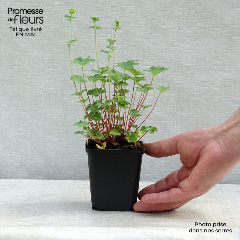 Alchemilla erythropoda Vasetto da 8/9 cm esemplare consegnato in primavera