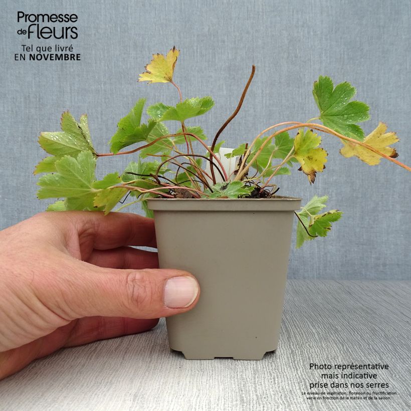 Esemplare di Alchemilla sericata Gold Strike Vasetto da 8/9 cm come consegnato in autunno