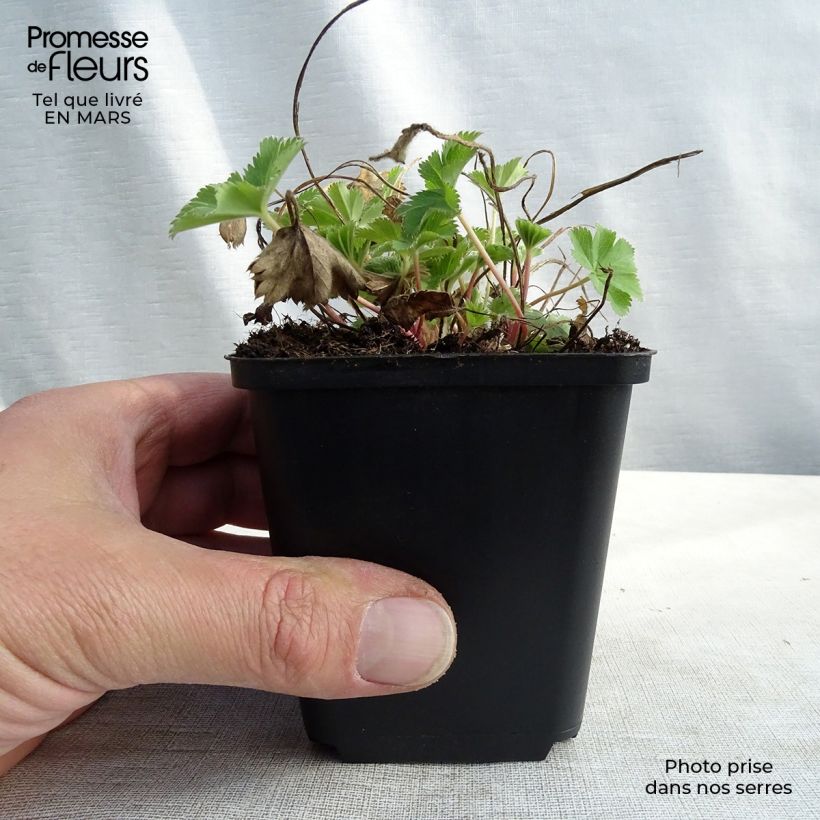 Alchemilla sericata Gold Strike Vasetto da 8/9 cm esemplare consegnato in primavera