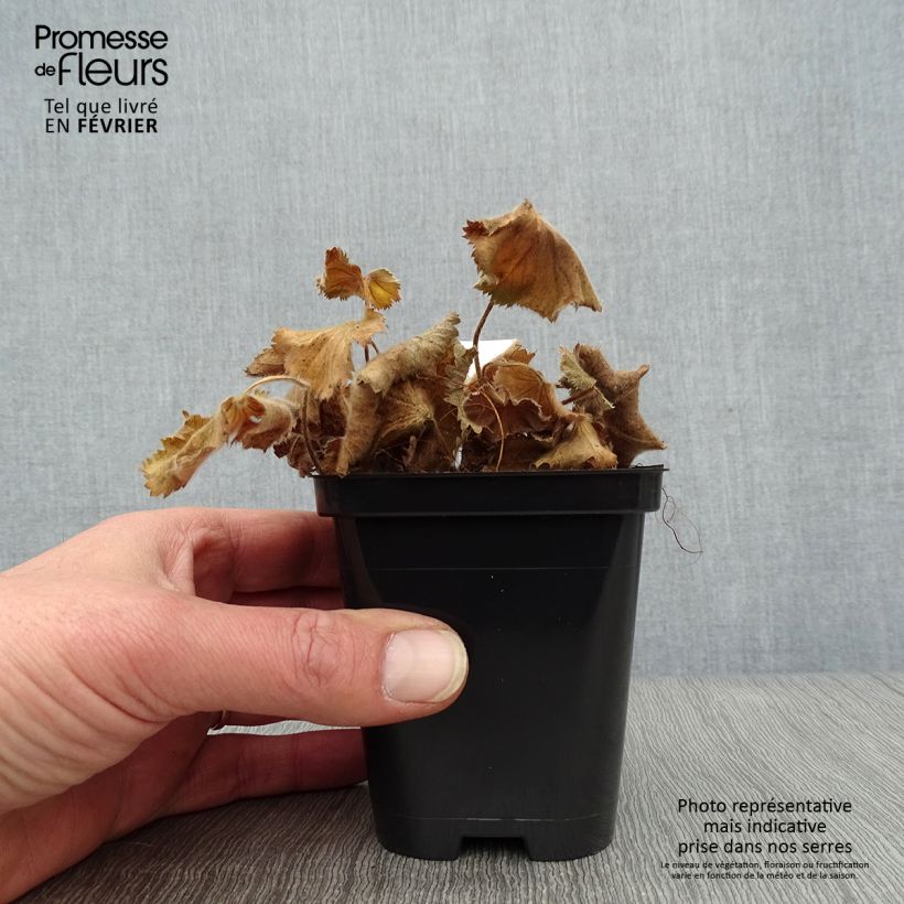 Alchemilla mollis Thriller Vasetto da 8/9 cm esemplare consegnato in inverno